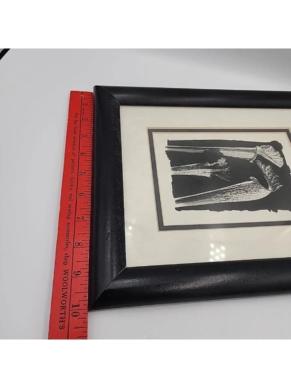 Framed Art Tom Ferguson Photographs Cobra Lilies 1994 12x10